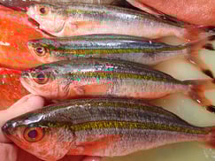 タカサゴの寿司　デリバリー