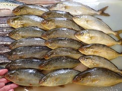 カンパチの寿司　出前