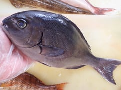 高級魚のヒメダイです。おまかせセットに入ります。