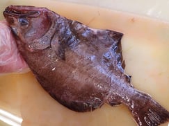 高級魚　アブラガレイ　羅臼　未利用魚