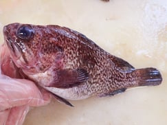 クロメバル　高級寿司　出前