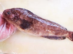 ボウズギンポ　高級寿司　出前