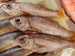 クロムツ　五島列島の魚　未利用魚