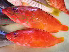 アカハタの寿司　デリバリー　出前