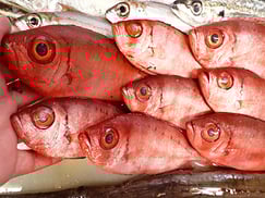 ホウセキキントキの寿司　デリバリー