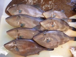 ウマヅラハギの寿司　美味しいお寿司　出前