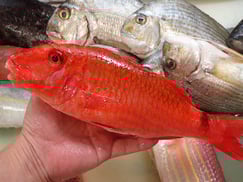 ホウライヒメジの寿司　出前　デリバリー