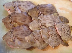 カワハギ　未利用魚