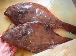 アカガレイ　北海道　未利用魚