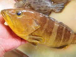 アオハタの寿司　デリバリー　出前