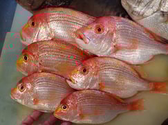 連子鯛の寿司　デリバリー