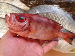 ホウセキキントキの寿司　デリバリー　出前