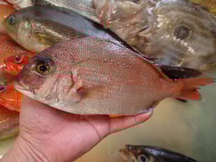 マダイの寿司　デリバリー