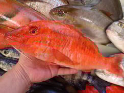 ミナベヒメジの寿司　デリバリー