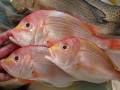 レンコダイの寿司　デリバリー