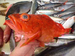 ウッカリカサゴの寿司　デリバリー