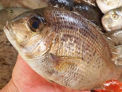 メイチダイの寿司　デリバリー