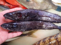 クロシビカマスの寿司　デリバリー