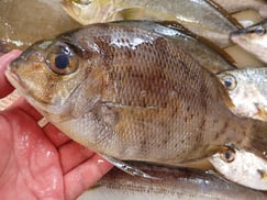 メイチダイ寿司　デリバリー