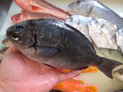 メジナの寿司　デリバリー　出前