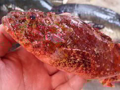 オニカサゴの寿司　出前