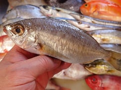 クロサギ　SDGs　未利用魚　有効活用