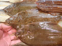 マコガレイの寿司　デリバリー