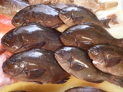 メジナ　五島列島の魚　未利用魚