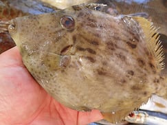 カワハギのにぎり 宅配寿司