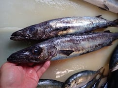 クロシビカマスの寿司　デリバリー　出前