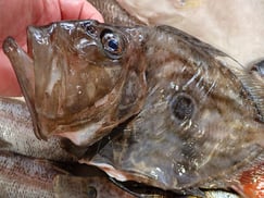 マトウダイの寿司　デリバリー