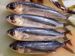 トビウオの寿司　美味しいお寿司　出前