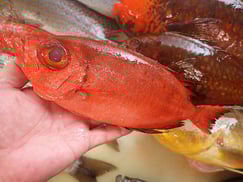 ホウセキキントキの寿司　デリバリー