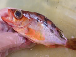 ウスメバル　大船渡　未利用魚