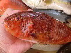 ブダイの寿司　デリバリー