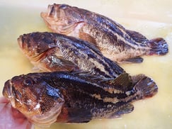 シマゾイ-寿司-出前