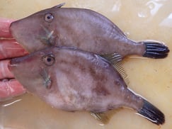 ウマヅラハギ　高級　寿司　出前