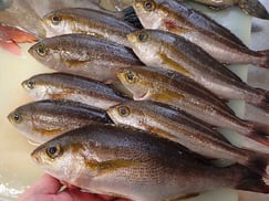 イサキの寿司　デリバリー