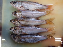 クロムツの寿司　デリバリー　出前