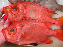 チカメキントキの寿司　デリバリー