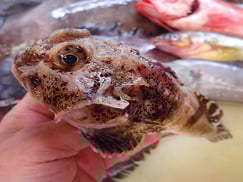 オニカジカの寿司　デリバリー　出前