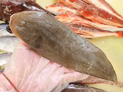 クロウシノシタ　大船渡　未利用魚