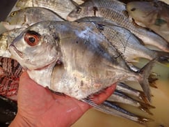 イトヒキアジの寿司　デリバリー　出前