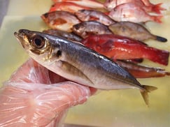 オニオコゼ　大船渡　未利用魚