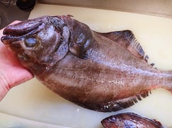 SDGs　アブラガレイの寿司　出前　デリバリー