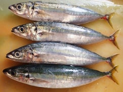 オアカムロ　大船渡　未利用魚