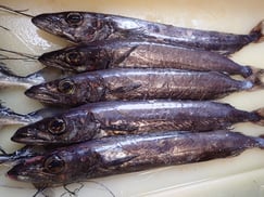 クロシビカマスの寿司　美味しいお寿司　出前