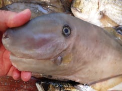 ウスバハギの寿司　デリバリー