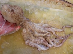 ヤナギダコ　大船渡　未利用魚