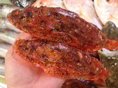 オニカサゴの寿司　デリバリー　出前